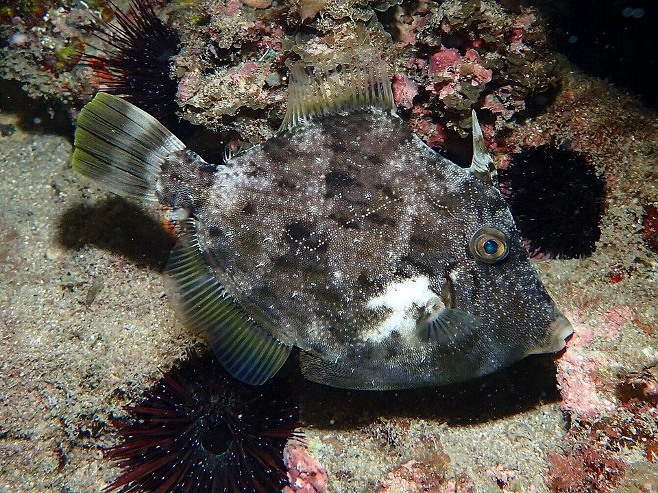 海中を泳ぐカワハギ